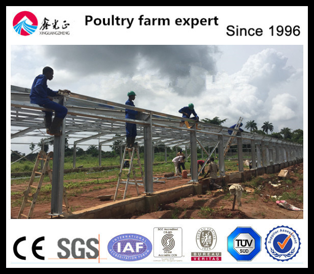 Automatic Chicken Cage with Steel Structure House