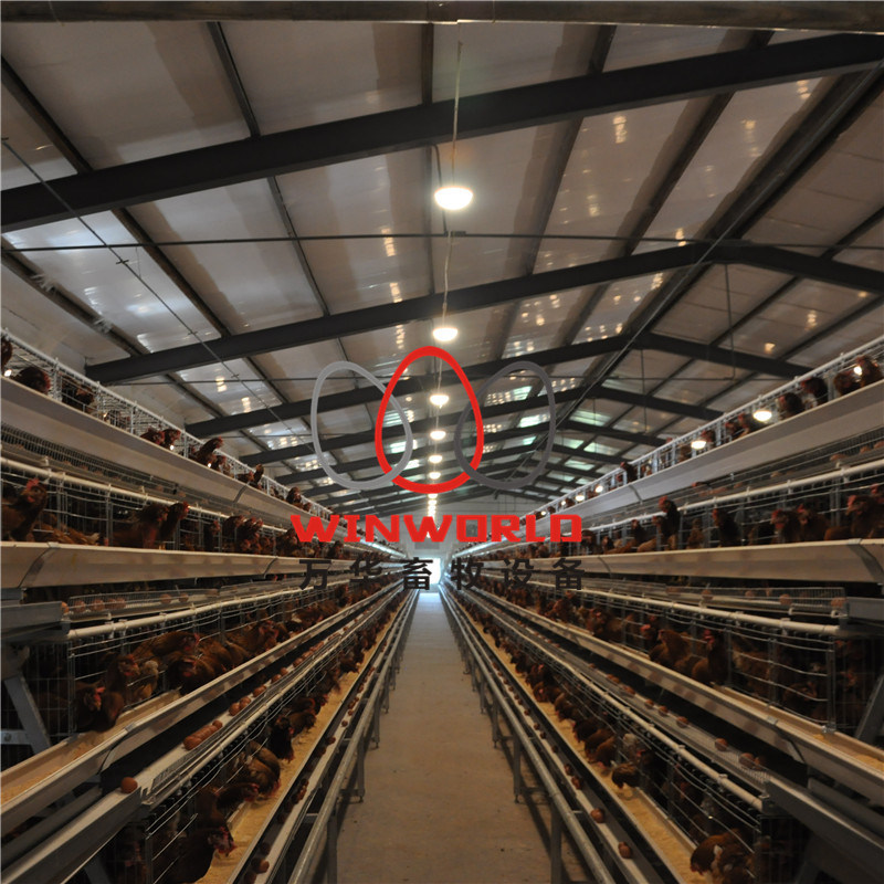 a Type Layer Chicken Cage Equipment with Automatic System