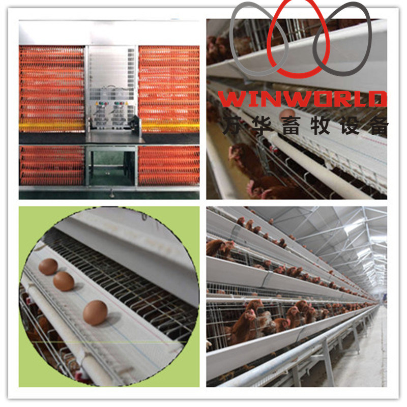 Automatic Chicken Layer Cage with Egg Collection System