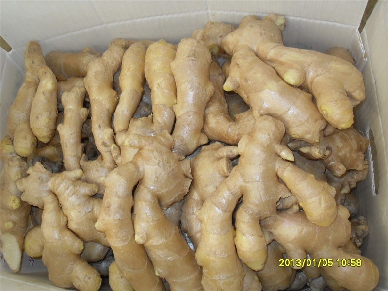 Chinese Fresh Ginger Supply Selected Chinese Good Quality Ginger