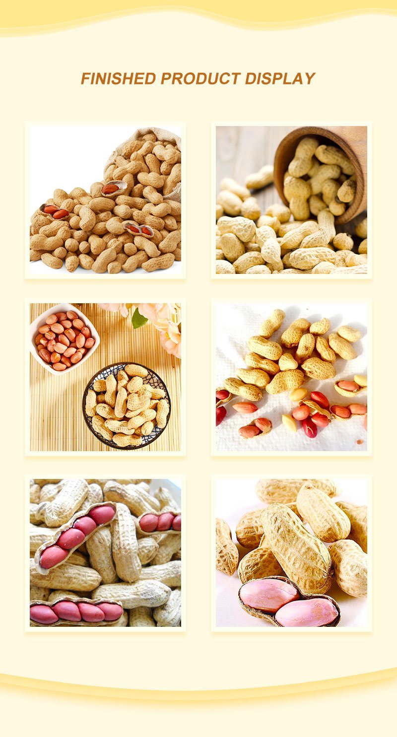Chinese Factory Chinese Original Flavor Salted Taste Roasted Peanuts in Shell