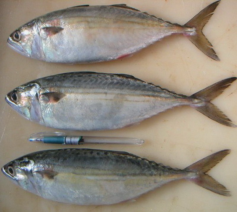 Hot Selling Canned Sardine Fish in Tomato Sauce