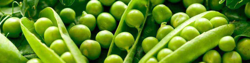 Bulk Price Pea Protein / Non-GMO 100% Natural Organic Pea Protein Isolated 85% for Sausage