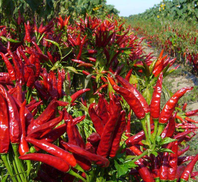 Natural Hot Spicy Fresh Red Chili Pepper Super at Attractive