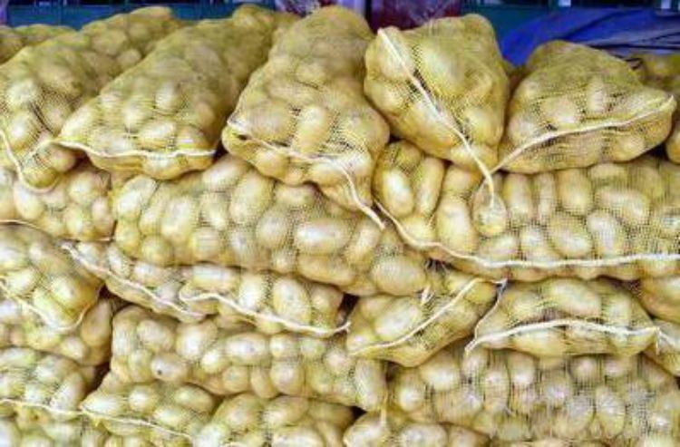 New Season Vegetable Big Size Wholesale Fresh Atlantic Potato
