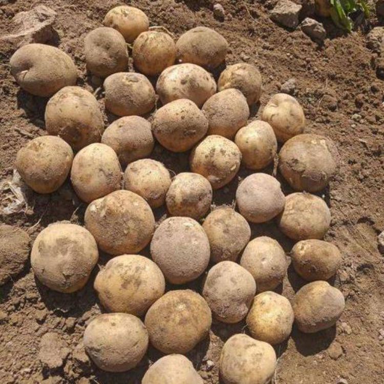 New Season Vegetable Big Size Wholesale Fresh Atlantic Potato