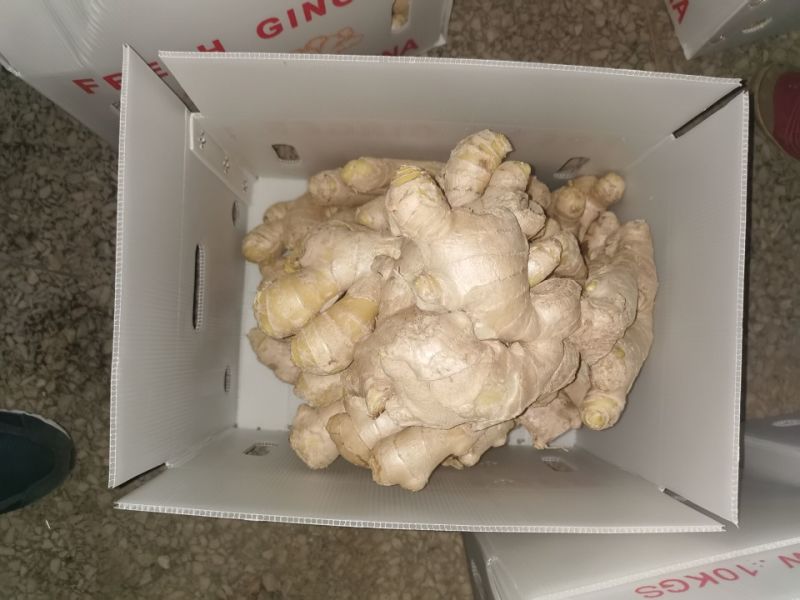 Chinese Fresh Ginger Supply Selected Chinese Good Quality Ginger