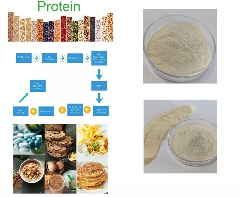 Wholesale Best Hydrolyzed Protein Protein/Protein Powder