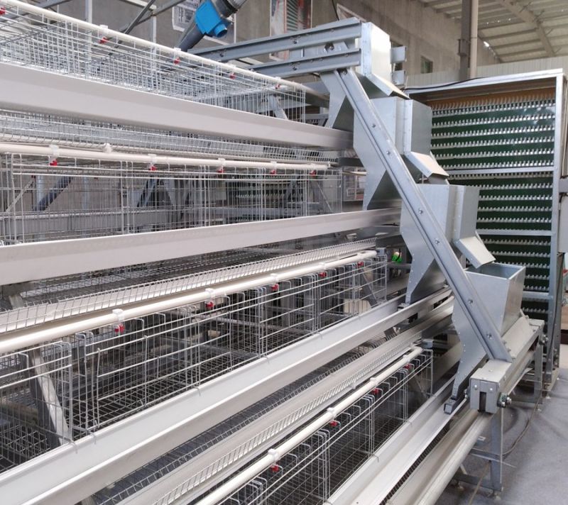 a Type Chicken Layer Cage with Automatic Drinker System