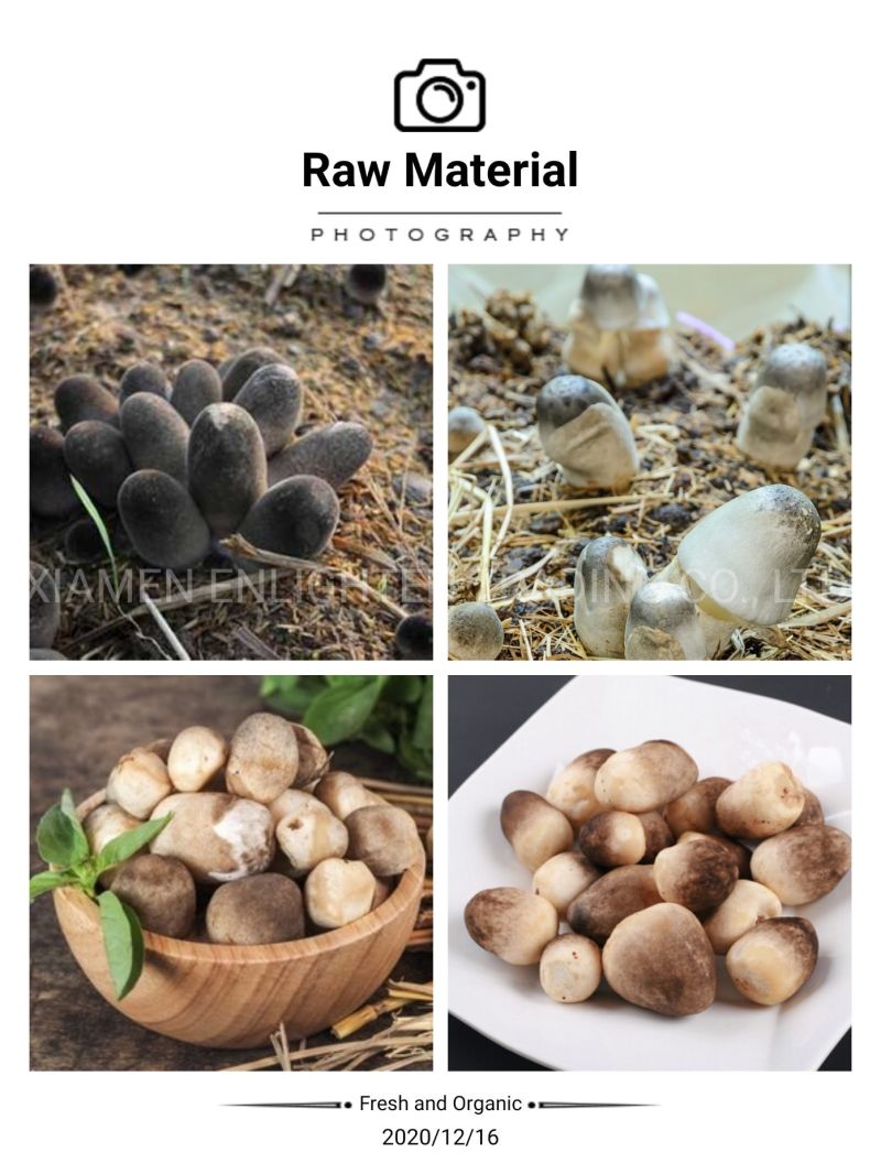 Factory Cultivated Rare Mushrooms Fresh Straw Mushrooms