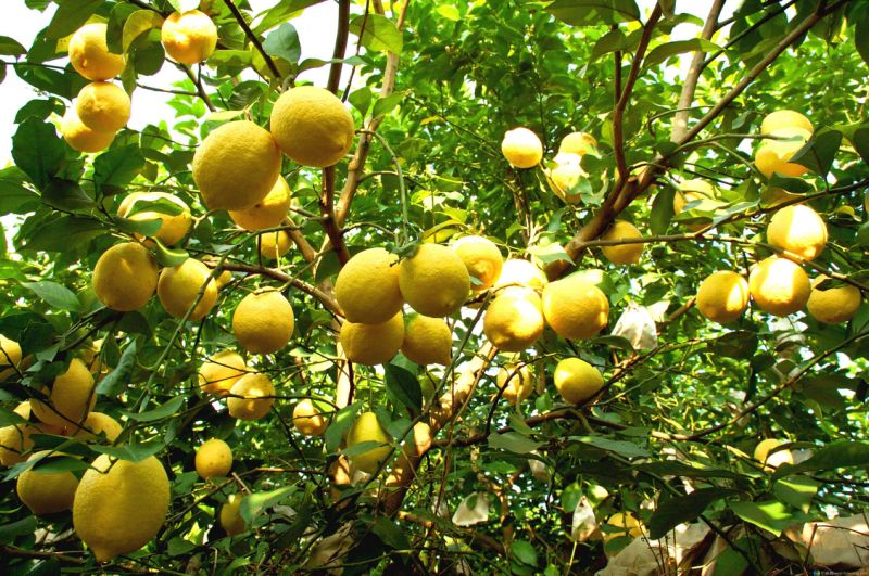 Chinese Grade One Lemon, Healthy Fresh Lemon, Supermarket Lemons, Top Quanlity Fresh Lemon, Chinese Fresh Lemons,