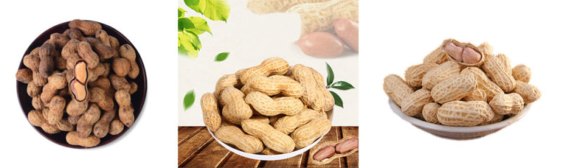 Popular Peanut Husks Exported to Roasted Peanuts