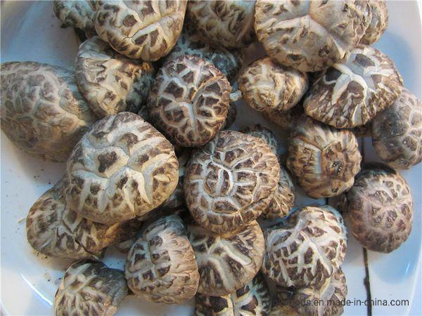 China Shiitake Mushrooms Dried Whole Mushrooms Hot Sale