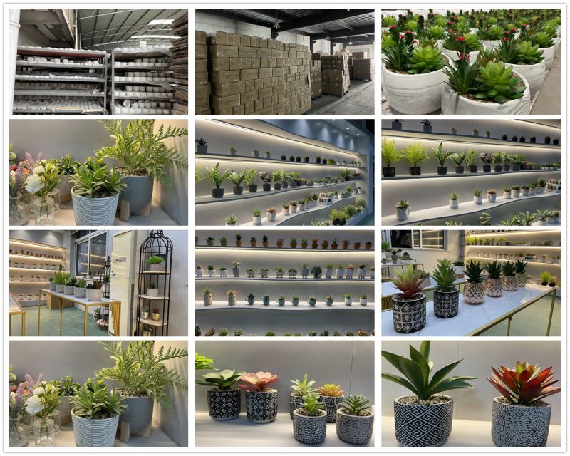 Hot Selling Decoration Succulents Live Plants Set Natural Pots for Succulents Indoor