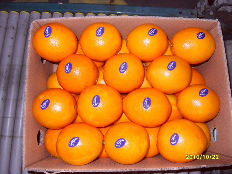 Sweet and Sour Fresh Navel Orange From China