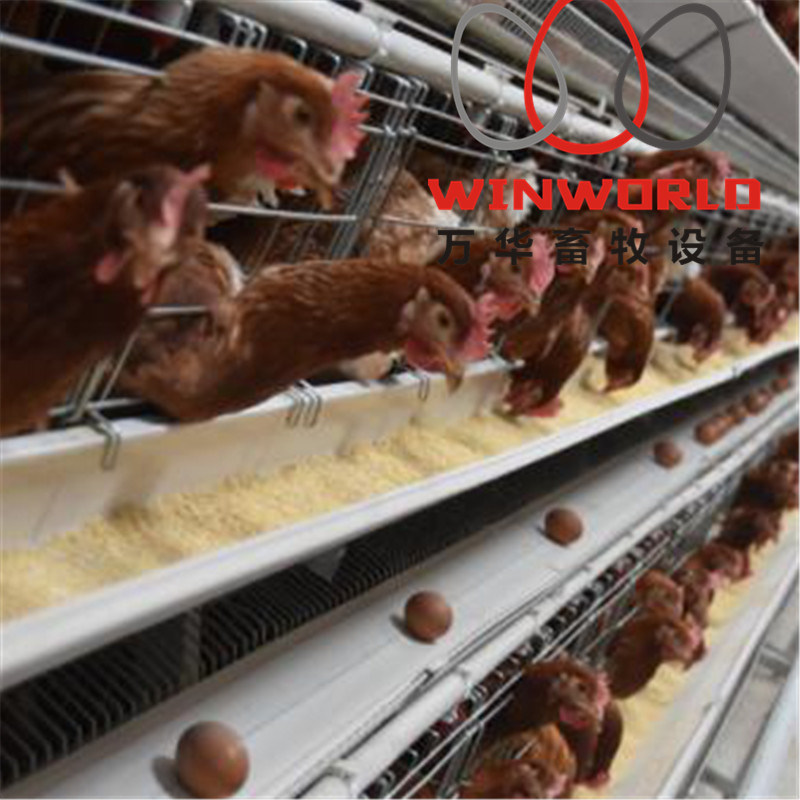 Automatic Chicken Layer Cage with Drinking System