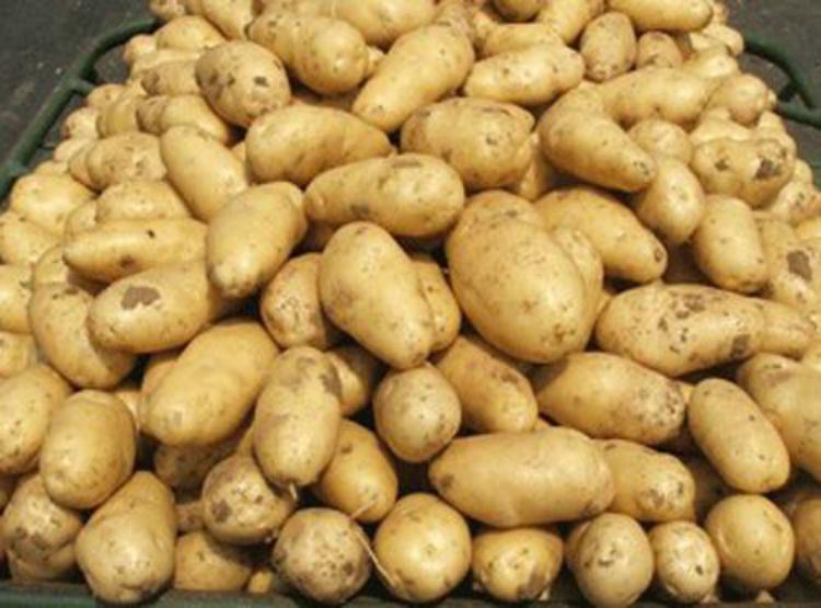 Vegetable Fresh Potato Wholesale Fresh Holland Potato