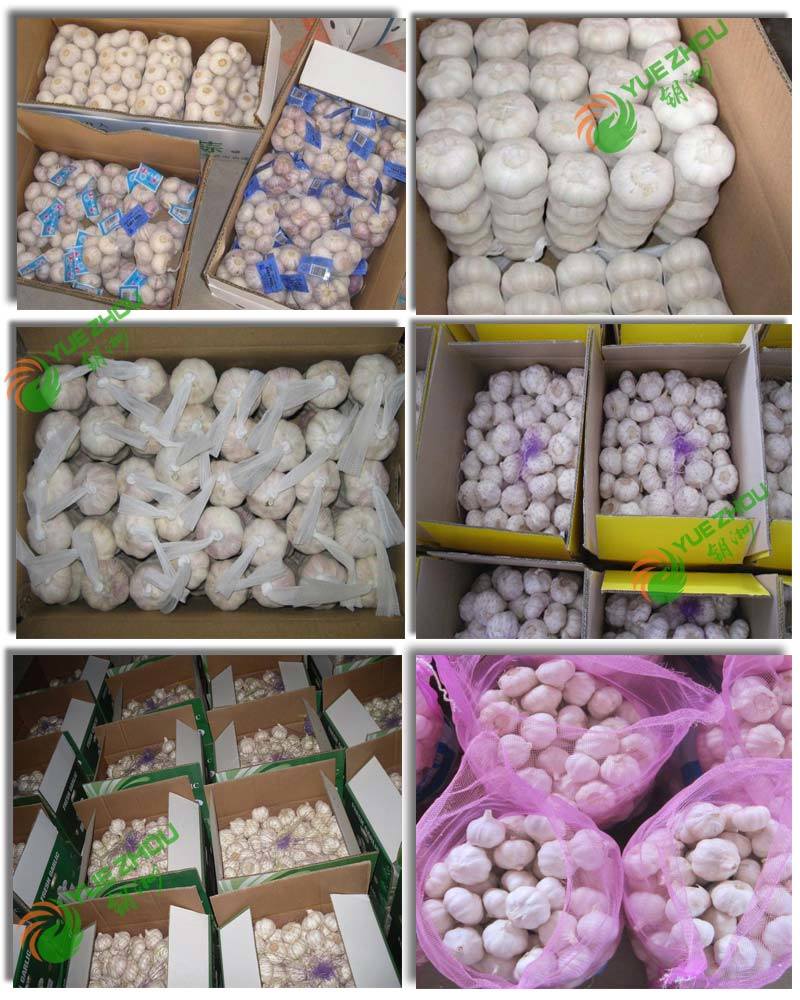 Spicy Pure White Garlic for 2019 New Crop From China