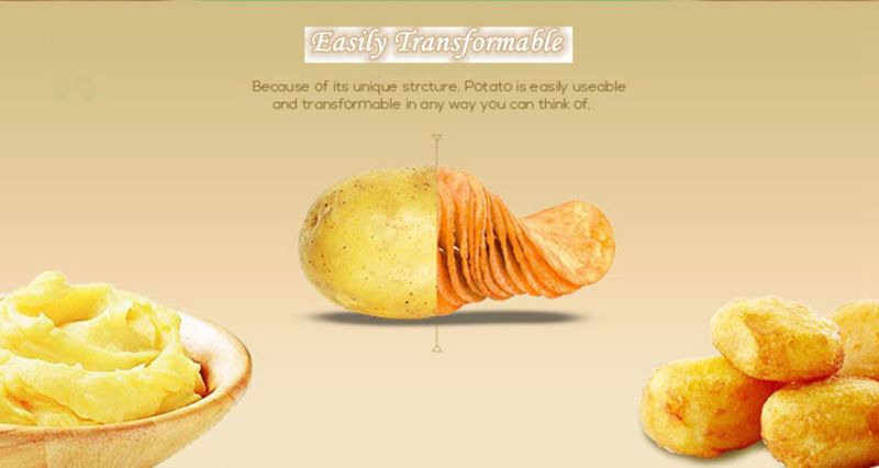 Wholesale Holland Bulk Sweet Fresh Potato New Price