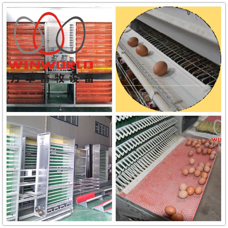 a Type Poultry Layer Chicken Cage with Full Automatic System