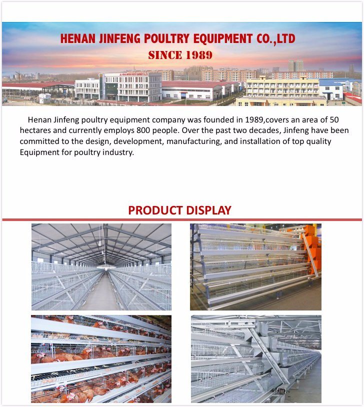 Automatic Poultry Chicken Cages for Layer Chicken