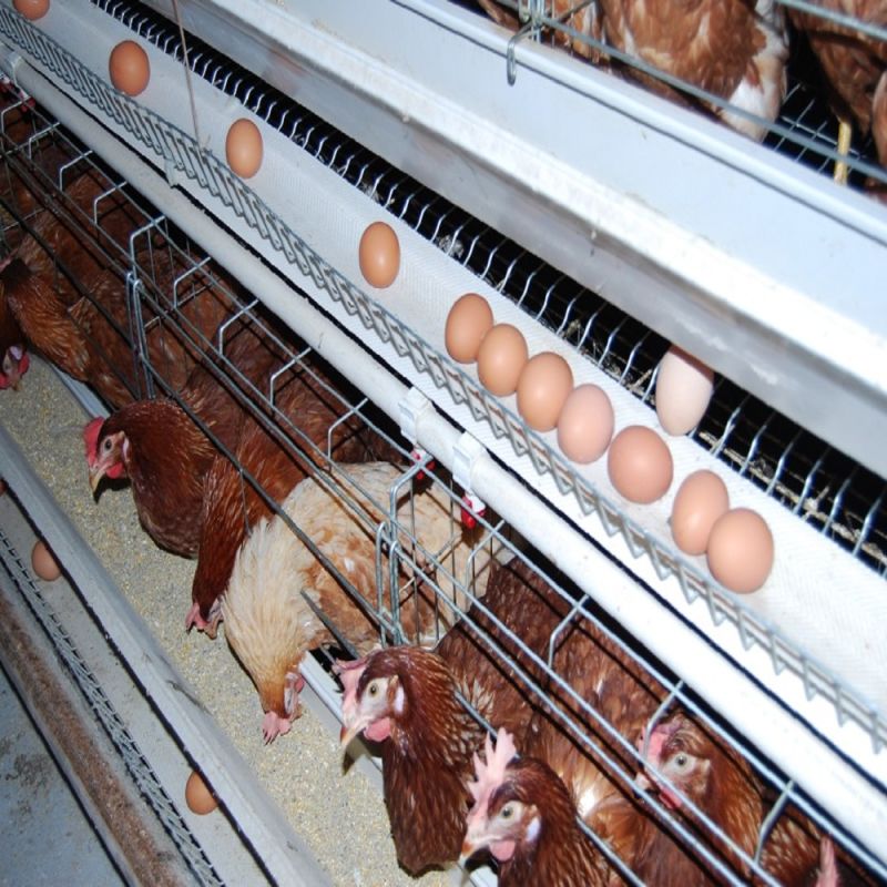 Cheap Price A Type Layer Chicken Cage with Automatic System