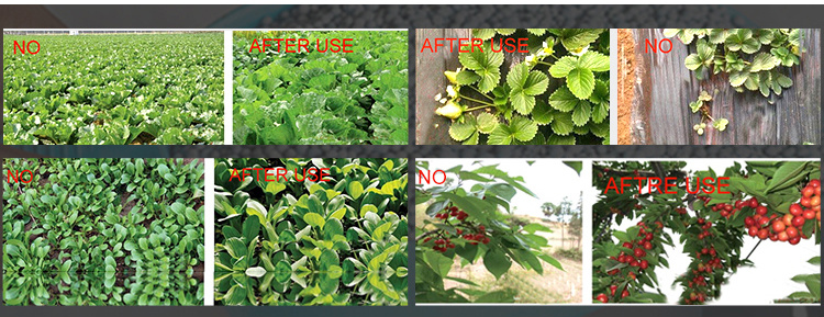 Seaweed Fertilizer Rich in Organic Matter Mannitol Nitrogen Potassium Seaweed Extract