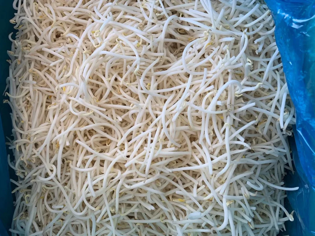 High Quality Frozen Mung Bean IQF Frozen Bean Sprout OEM with Factory Price