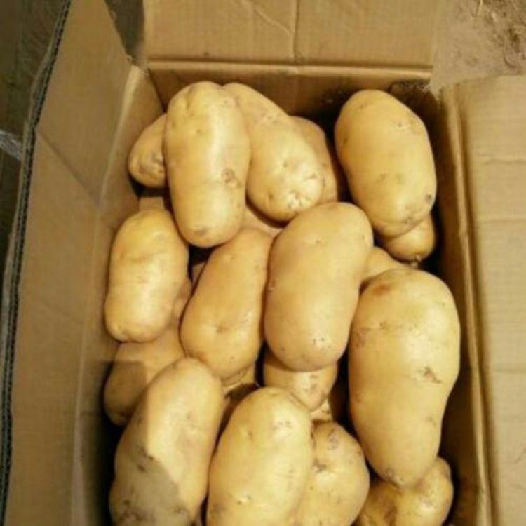 Vegetable Fresh Potato Wholesale Fresh Holland Potato