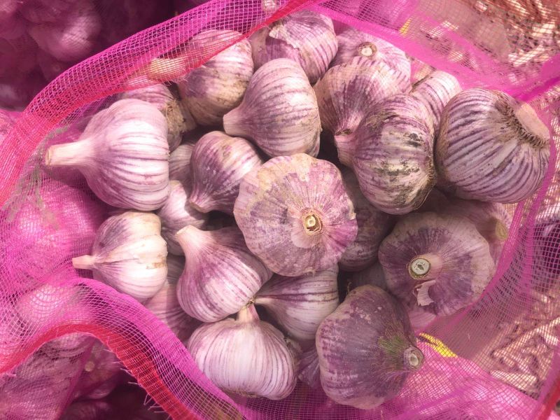 Spicy Selected Quality Fresh Garlic