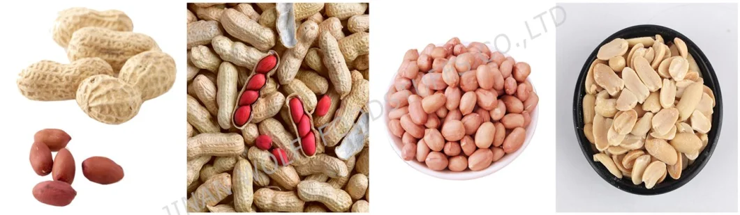 Raw/Roasted/Coated/Fried Peanuts in Shell and Kernels Blanched/Split/Virginia/Valencia/Seaflower/Type Wholesale Price From China Factory Supplier