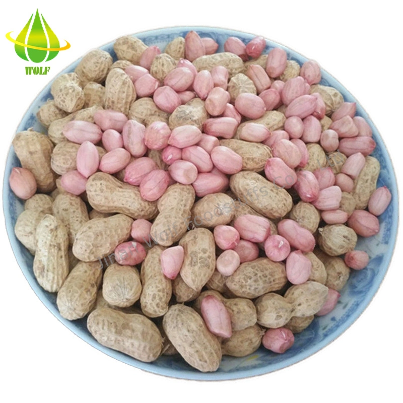 Raw/Roasted/Coated/Fried Peanuts in Shell and Kernels Blanched/Split/Virginia/Valencia/Seaflower/Type Wholesale Price From China Factory Supplier
