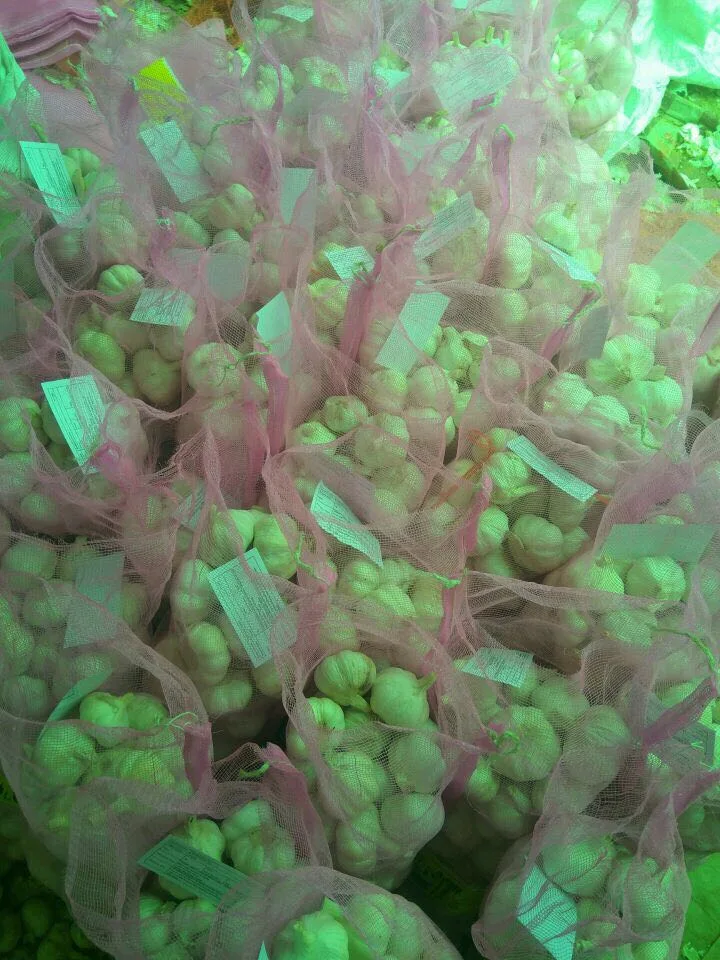 Fresh Size 5-6cm 5kg Mesh Bag Package Normal White Garlic