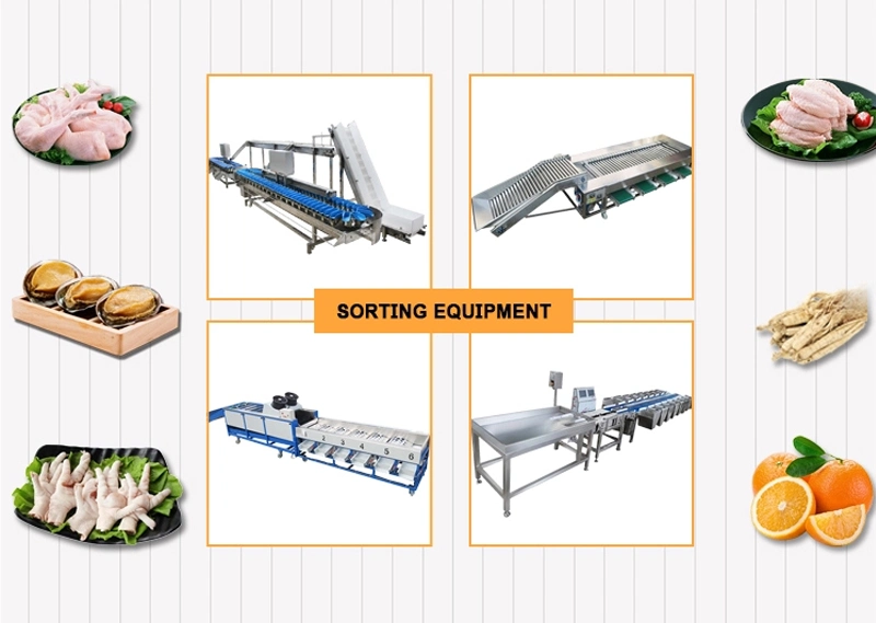 Factory Price Fruit Sorting Machine Industrial Citrus Fruit Sorting Machine