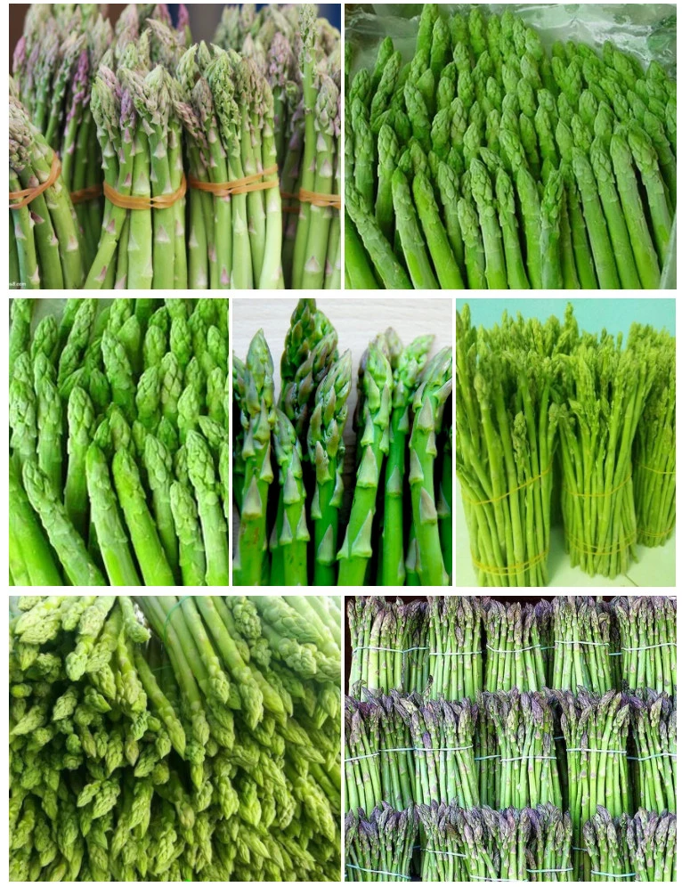 Frozen Asparagus/ Fresh Asparagus / Green Asparagus