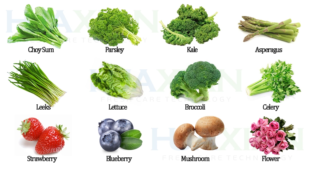 High Quality 1 Pallet Salad Vegetable Pre Cooling Machine, Power Save Button Mushroom Vacuum Cooler