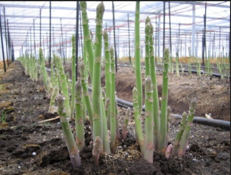 Asparagus Officinalis Beads Green Asparagus Frozen Green Asparagus