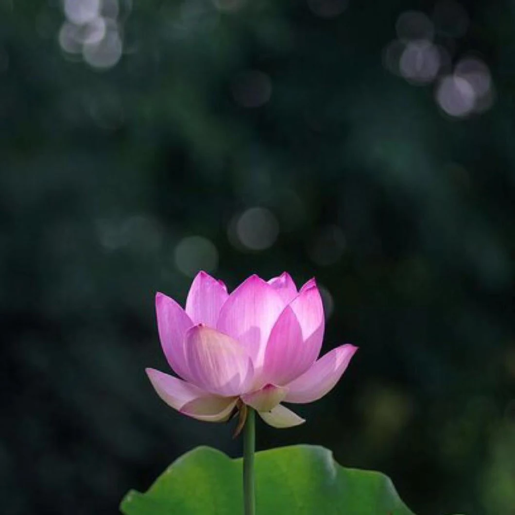 Premium Quality Fresh Decorative Flower Fresh Cut Flower Lotus for Decoration