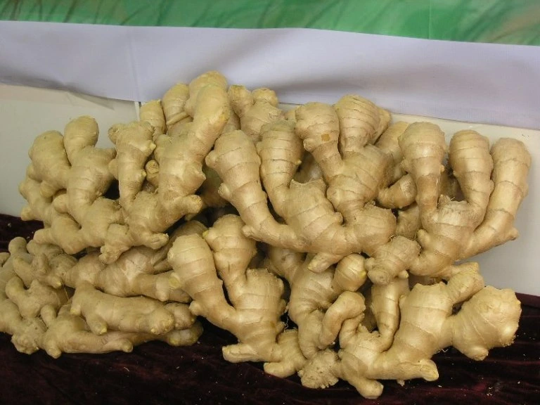 Hot Selling Ginger Good Quality Ginger Fresh and Semi Dried Full Dried Ginger