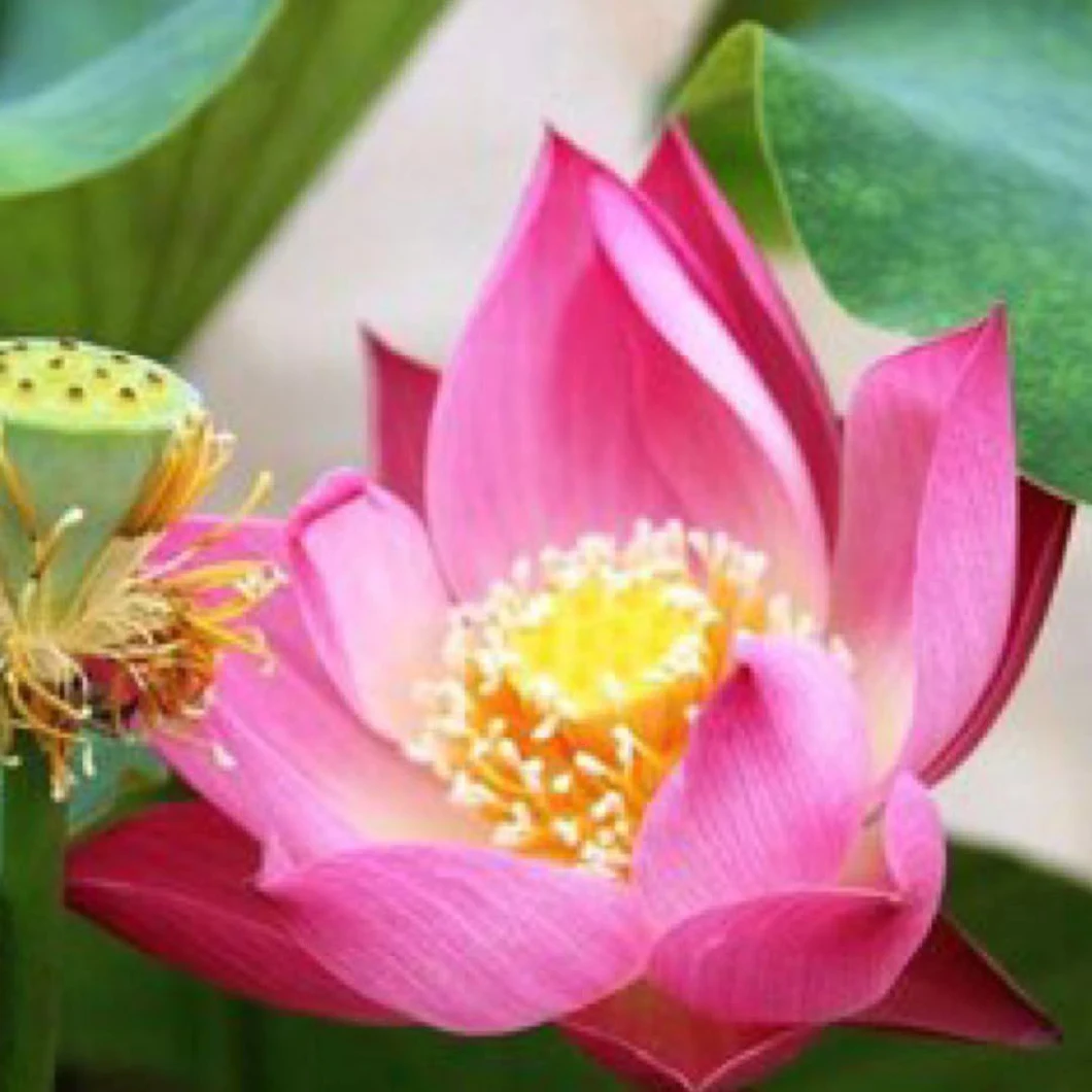 Premium Quality Fresh Decorative Flower Fresh Cut Flower Lotus for Decoration