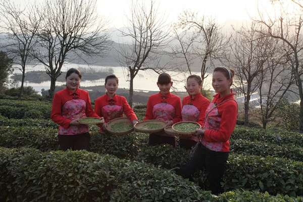 Green Needles Single Cultivar Gu Zhang Mao Jian Organic Green Tea
