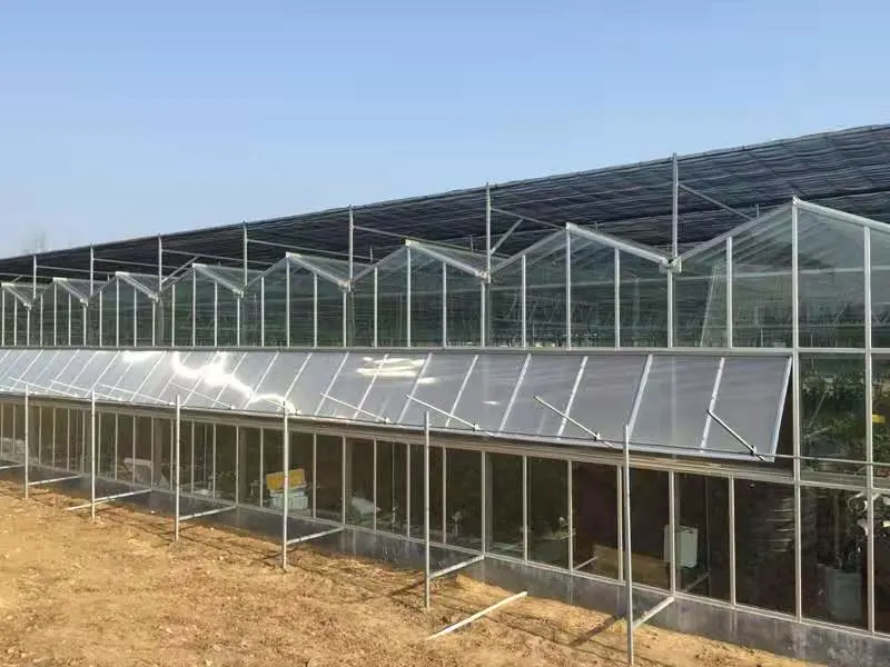 Commercial Multi Span Glass Greenhouse with Cooling System for Lettuce/Spinach/Cabbage