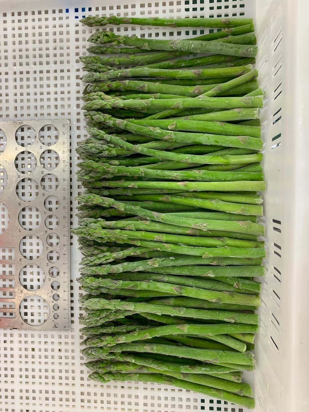 IQF Asparagus Frozen Asparagus IQF New Crop Green High Quality Asparagus