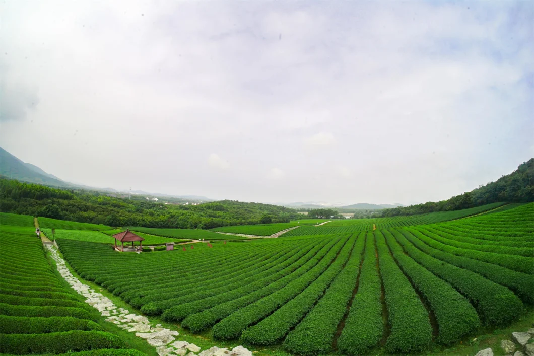 Special Yunnan Wild Black Tea Chinese Black Tea
