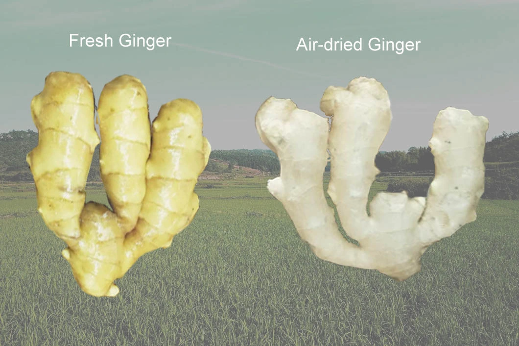 Fresh Ginger, Dried Ginger, a-Half Air Dried Ginger 150g&up