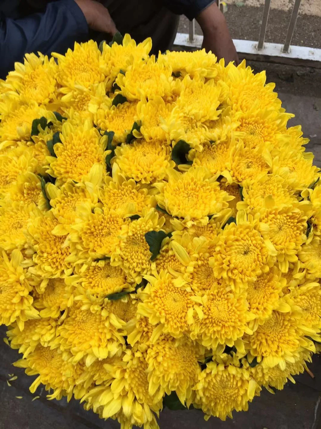 Fresh Real Flower Processing Type Fresh Cut Flower Yellow Chrysanthemum for Decoration