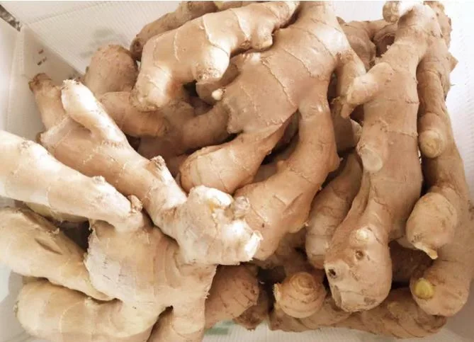 Organic Ginger, Dried Organic Ginger, Ginger From China