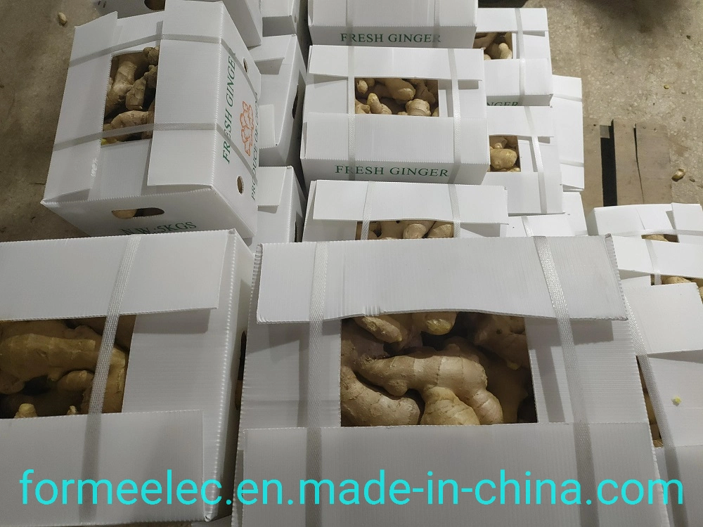 China Ginger Dry Ginger Chinese Ginger Air-Dried Ginger Fresh Ginger