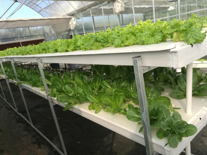 Agricultural Greenhouse Dwc Nft Floating Hydroponics Culture System Used by Plastic Tank for Pakchoi