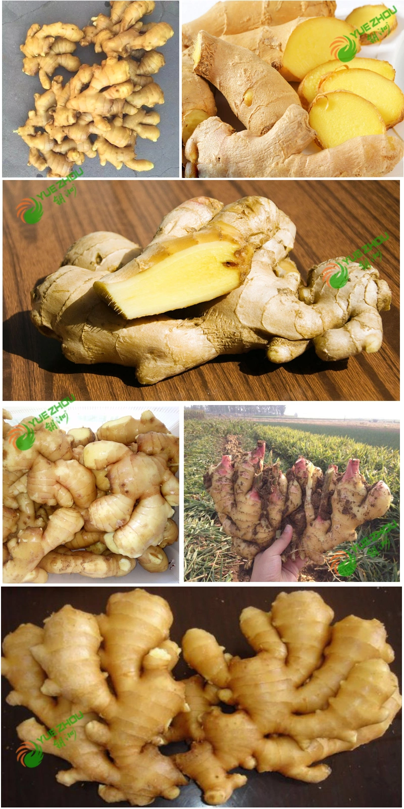 150g Fresh Ginger Spicy Ginger Chinese Ginger for Hot Sale